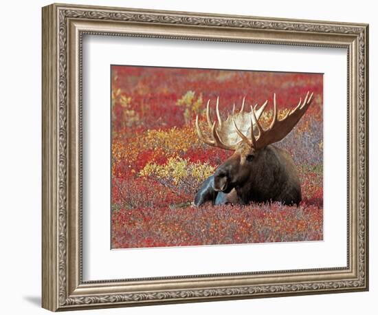 Bull Moose in Denali National Park, Alaska, USA-Dee Ann Pederson-Framed Photographic Print