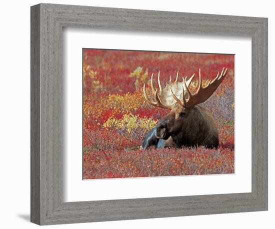 Bull Moose in Denali National Park, Alaska, USA-Dee Ann Pederson-Framed Photographic Print