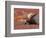 Bull Moose in Denali National Park, Alaska, USA-Dee Ann Pederson-Framed Photographic Print