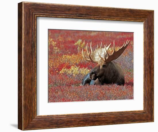 Bull Moose in Denali National Park, Alaska, USA-Dee Ann Pederson-Framed Photographic Print