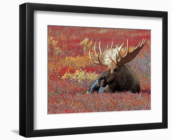 Bull Moose in Denali National Park, Alaska, USA-Dee Ann Pederson-Framed Photographic Print