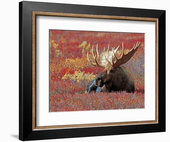 Bull Moose in Denali National Park, Alaska, USA-Dee Ann Pederson-Framed Photographic Print