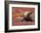 Bull Moose in Denali National Park, Alaska, USA-Dee Ann Pederson-Framed Photographic Print