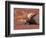 Bull Moose in Denali National Park, Alaska, USA-Dee Ann Pederson-Framed Photographic Print