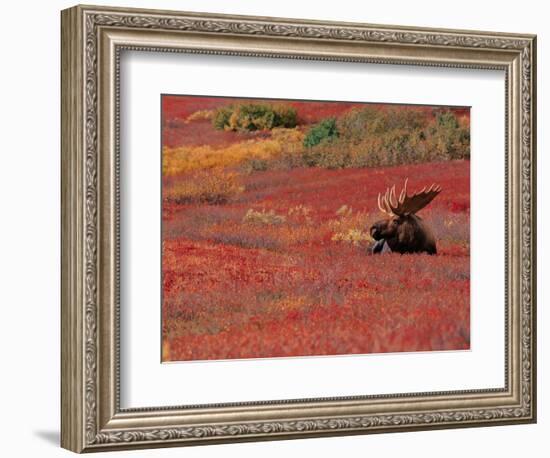 Bull Moose in Denali National Park, Alaska, USA-Dee Ann Pederson-Framed Photographic Print