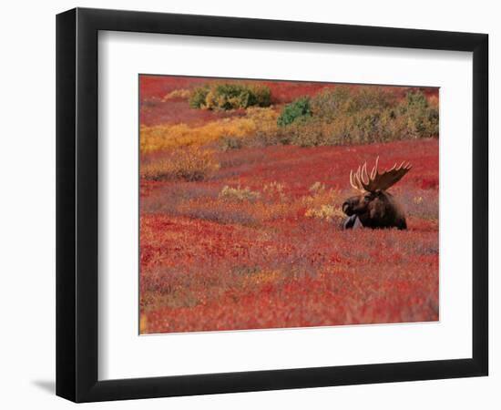 Bull Moose in Denali National Park, Alaska, USA-Dee Ann Pederson-Framed Photographic Print