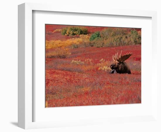 Bull Moose in Denali National Park, Alaska, USA-Dee Ann Pederson-Framed Photographic Print