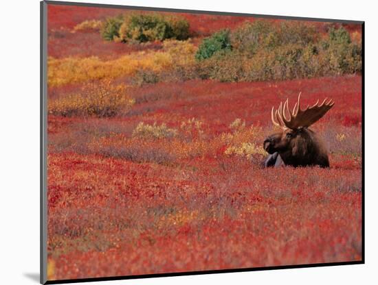 Bull Moose in Denali National Park, Alaska, USA-Dee Ann Pederson-Mounted Photographic Print