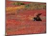 Bull Moose in Denali National Park, Alaska, USA-Dee Ann Pederson-Mounted Photographic Print