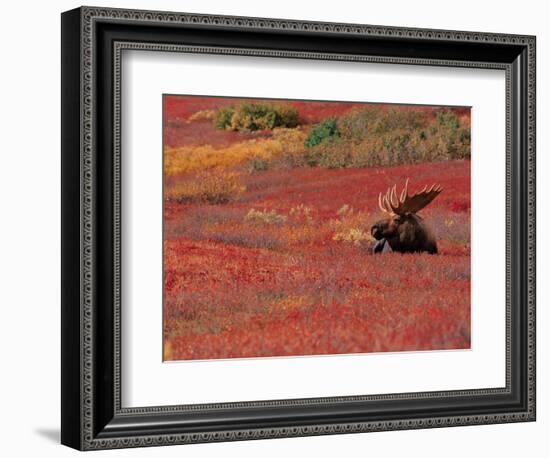 Bull Moose in Denali National Park, Alaska, USA-Dee Ann Pederson-Framed Photographic Print