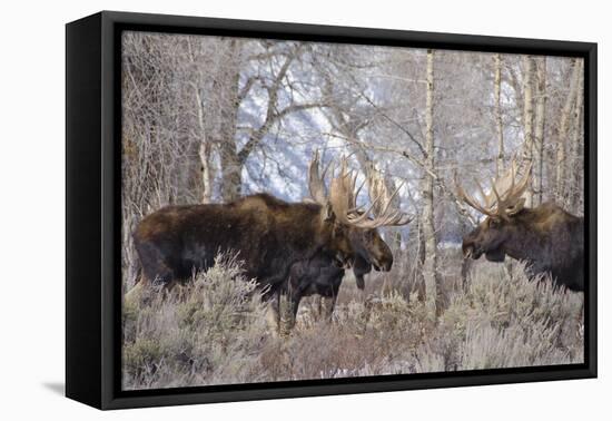 Bull Moose in Field with Cottonwood Trees, Grand Teton NP, WYoming-Howie Garber-Framed Premier Image Canvas