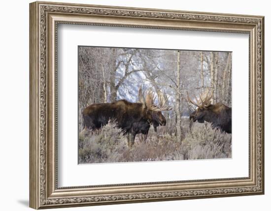Bull Moose in Field with Cottonwood Trees, Grand Teton NP, WYoming-Howie Garber-Framed Photographic Print