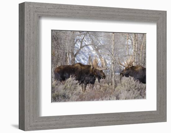 Bull Moose in Field with Cottonwood Trees, Grand Teton NP, WYoming-Howie Garber-Framed Photographic Print