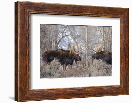 Bull Moose in Field with Cottonwood Trees, Grand Teton NP, WYoming-Howie Garber-Framed Photographic Print