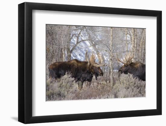 Bull Moose in Field with Cottonwood Trees, Grand Teton NP, WYoming-Howie Garber-Framed Photographic Print