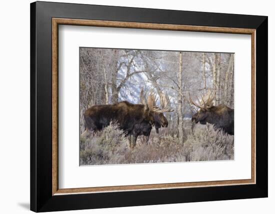 Bull Moose in Field with Cottonwood Trees, Grand Teton NP, WYoming-Howie Garber-Framed Photographic Print