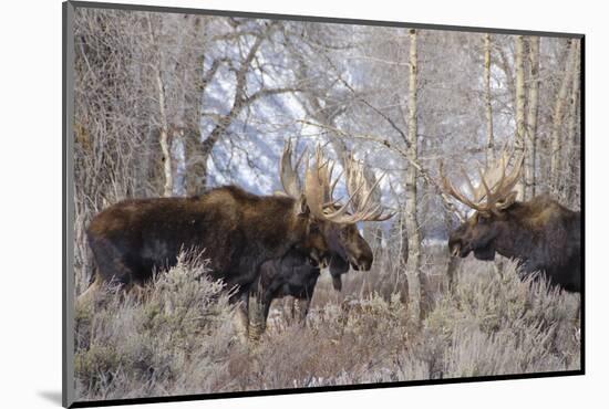 Bull Moose in Field with Cottonwood Trees, Grand Teton NP, WYoming-Howie Garber-Mounted Photographic Print