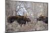 Bull Moose in Field with Cottonwood Trees, Grand Teton NP, WYoming-Howie Garber-Mounted Photographic Print