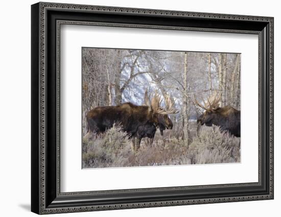 Bull Moose in Field with Cottonwood Trees, Grand Teton NP, WYoming-Howie Garber-Framed Photographic Print