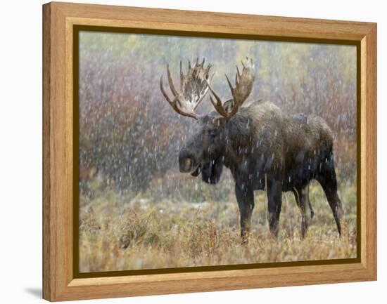 Bull Moose in Snowstorm, Grand Teton National Park, Wyoming, USA-Rolf Nussbaumer-Framed Premier Image Canvas