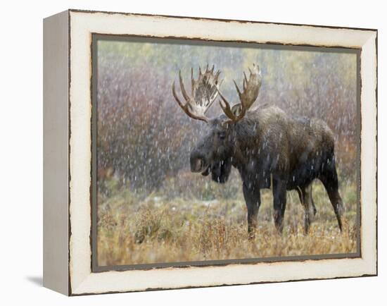 Bull Moose in Snowstorm, Grand Teton National Park, Wyoming, USA-Rolf Nussbaumer-Framed Premier Image Canvas