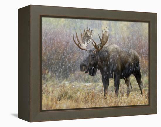 Bull Moose in Snowstorm, Grand Teton National Park, Wyoming, USA-Rolf Nussbaumer-Framed Premier Image Canvas