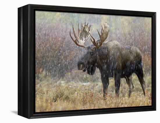 Bull Moose in Snowstorm, Grand Teton National Park, Wyoming, USA-Rolf Nussbaumer-Framed Premier Image Canvas