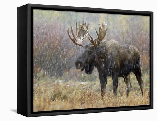 Bull Moose in Snowstorm, Grand Teton National Park, Wyoming, USA-Rolf Nussbaumer-Framed Premier Image Canvas