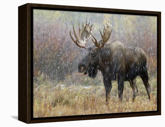 Bull Moose in Snowstorm, Grand Teton National Park, Wyoming, USA-Rolf Nussbaumer-Framed Premier Image Canvas