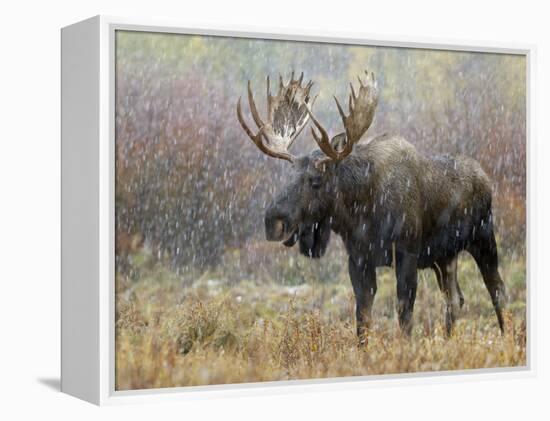 Bull Moose in Snowstorm, Grand Teton National Park, Wyoming, USA-Rolf Nussbaumer-Framed Premier Image Canvas