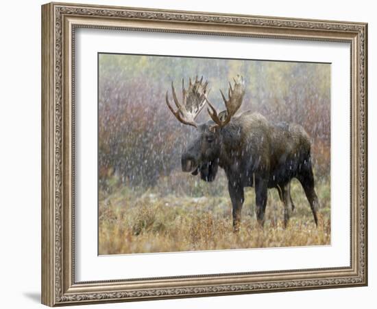 Bull Moose in Snowstorm, Grand Teton National Park, Wyoming, USA-Rolf Nussbaumer-Framed Photographic Print