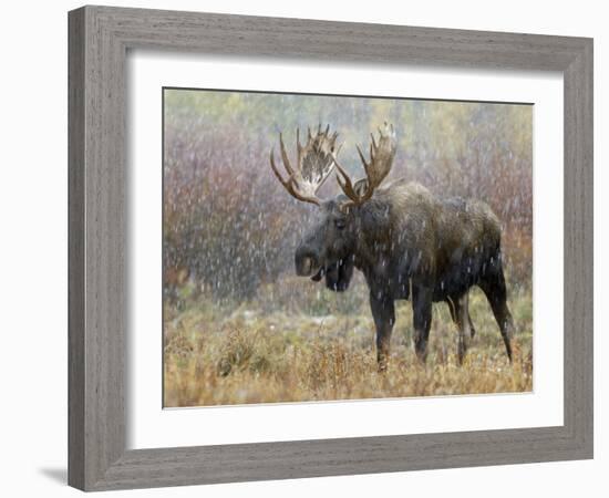 Bull Moose in Snowstorm, Grand Teton National Park, Wyoming, USA-Rolf Nussbaumer-Framed Photographic Print