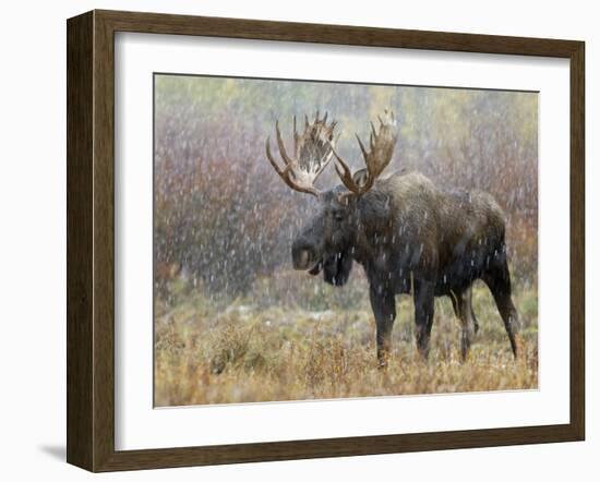 Bull Moose in Snowstorm, Grand Teton National Park, Wyoming, USA-Rolf Nussbaumer-Framed Photographic Print