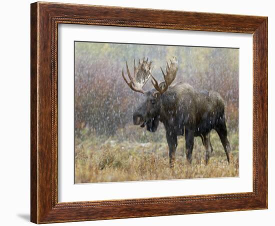 Bull Moose in Snowstorm, Grand Teton National Park, Wyoming, USA-Rolf Nussbaumer-Framed Photographic Print