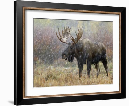 Bull Moose in Snowstorm, Grand Teton National Park, Wyoming, USA-Rolf Nussbaumer-Framed Photographic Print