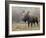 Bull Moose in Snowstorm, Grand Teton National Park, Wyoming, USA-Rolf Nussbaumer-Framed Photographic Print