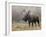 Bull Moose in Snowstorm, Grand Teton National Park, Wyoming, USA-Rolf Nussbaumer-Framed Photographic Print