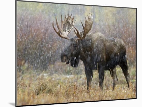 Bull Moose in Snowstorm, Grand Teton National Park, Wyoming, USA-Rolf Nussbaumer-Mounted Photographic Print