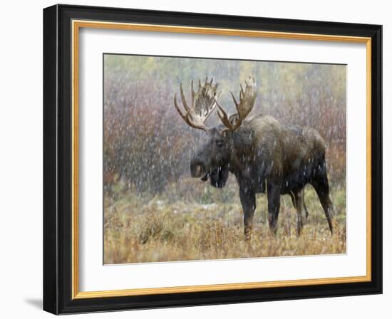 Bull Moose in Snowstorm, Grand Teton National Park, Wyoming, USA-Rolf Nussbaumer-Framed Photographic Print