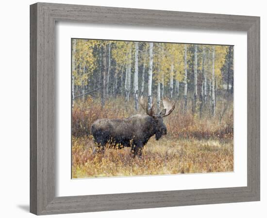 Bull Moose in Snowstorm with Aspen Trees in Background, Grand Teton National Park, Wyoming, USA-Rolf Nussbaumer-Framed Photographic Print