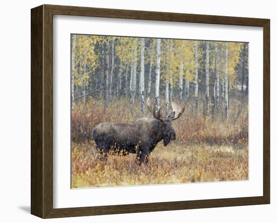 Bull Moose in Snowstorm with Aspen Trees in Background, Grand Teton National Park, Wyoming, USA-Rolf Nussbaumer-Framed Photographic Print