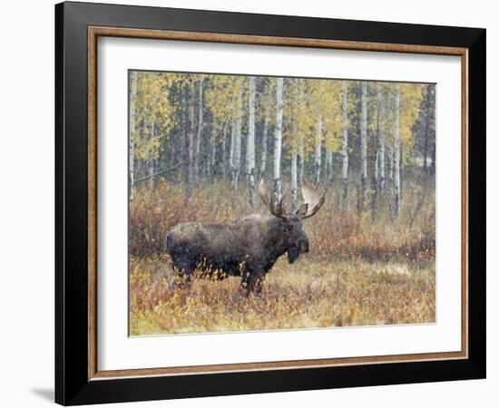 Bull Moose in Snowstorm with Aspen Trees in Background, Grand Teton National Park, Wyoming, USA-Rolf Nussbaumer-Framed Photographic Print