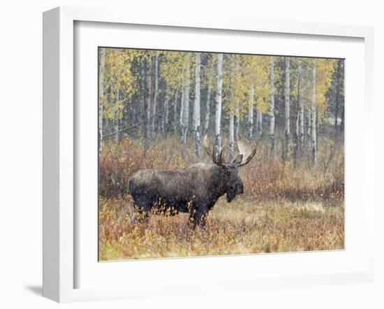 Bull Moose in Snowstorm with Aspen Trees in Background, Grand Teton National Park, Wyoming, USA-Rolf Nussbaumer-Framed Photographic Print