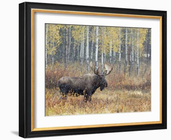 Bull Moose in Snowstorm with Aspen Trees in Background, Grand Teton National Park, Wyoming, USA-Rolf Nussbaumer-Framed Photographic Print