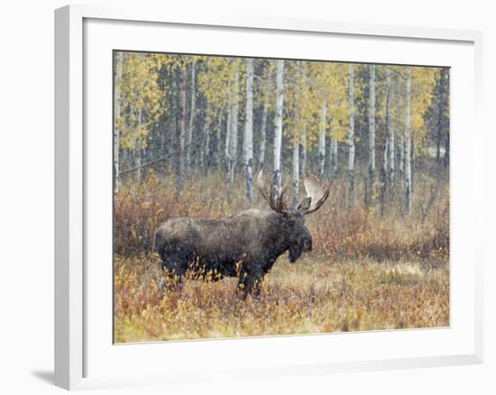 Bull Moose in Snowstorm with Aspen Trees in Background, Grand Teton National Park, Wyoming, USA-Rolf Nussbaumer-Framed Photographic Print