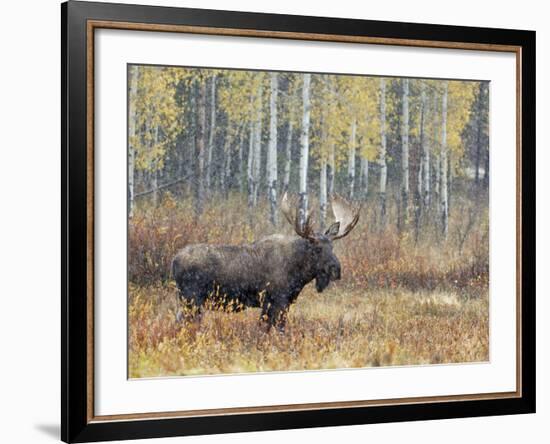 Bull Moose in Snowstorm with Aspen Trees in Background, Grand Teton National Park, Wyoming, USA-Rolf Nussbaumer-Framed Photographic Print