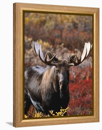 Bull Moose in Tundra, Denali National Park, Alaska, USA-Hugh Rose-Framed Premier Image Canvas