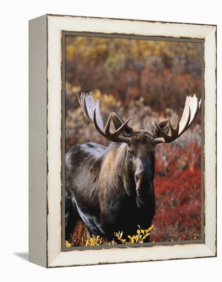 Bull Moose in Tundra, Denali National Park, Alaska, USA-Hugh Rose-Framed Premier Image Canvas