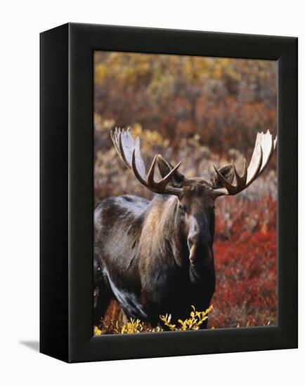 Bull Moose in Tundra, Denali National Park, Alaska, USA-Hugh Rose-Framed Premier Image Canvas