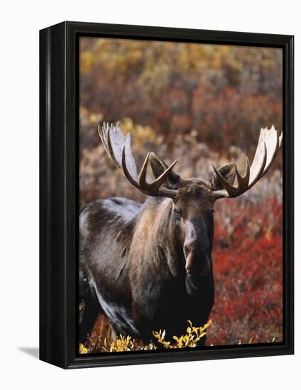 Bull Moose in Tundra, Denali National Park, Alaska, USA-Hugh Rose-Framed Premier Image Canvas